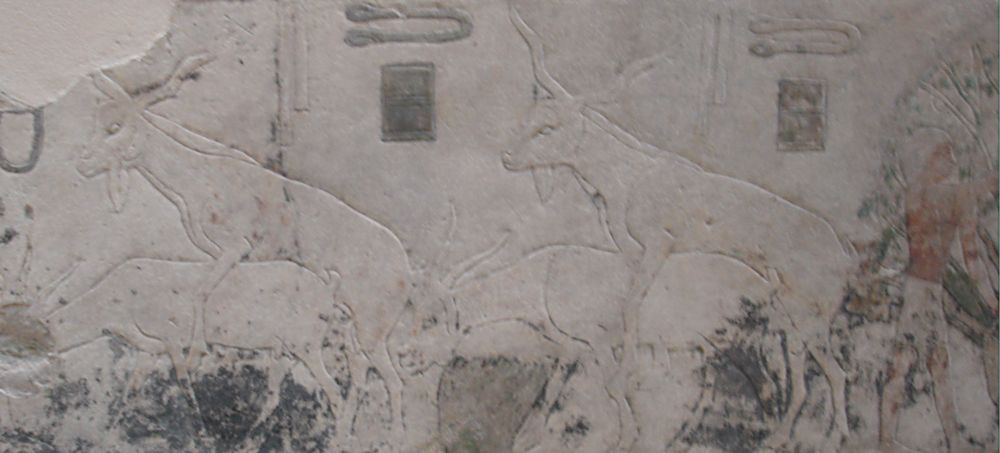 Священное соитие козлов. Египет 25 в до н.э. Новый музей. Берлин. Фото Лимарева В.Н.