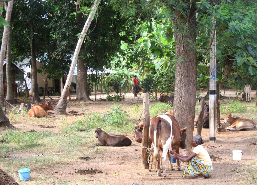 Коровы в индийском селении. Фото Лимарева В.Н.